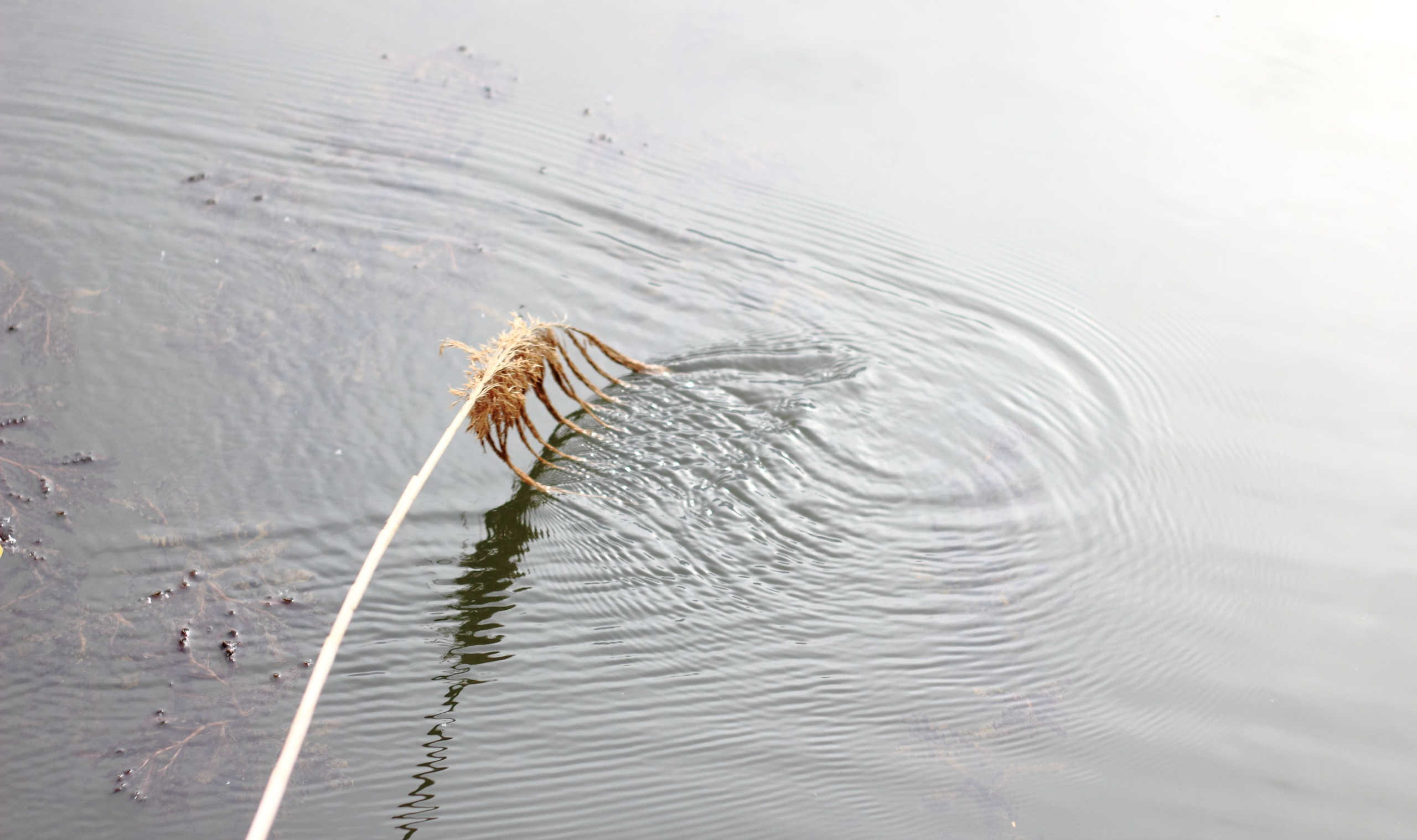 Disegni nell'acqua